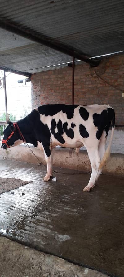 big bull for sale  qurbani/breeding