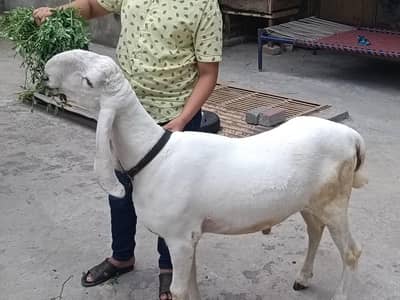Bakra (kajla pure) for sale. (03008023962)