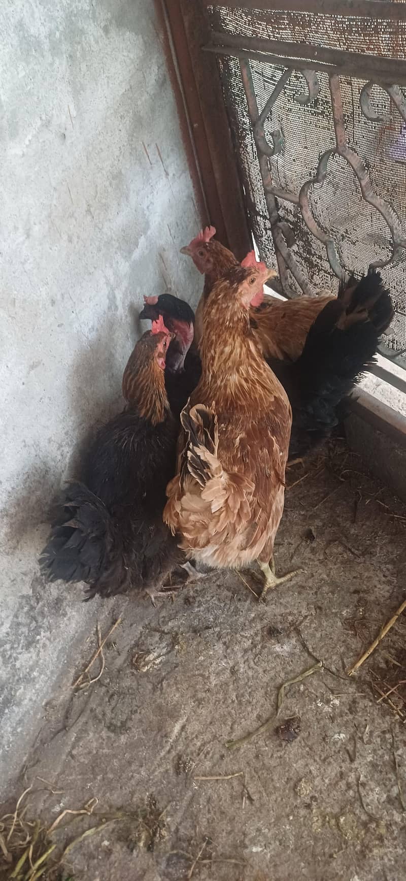 6 ٹوٹل 3