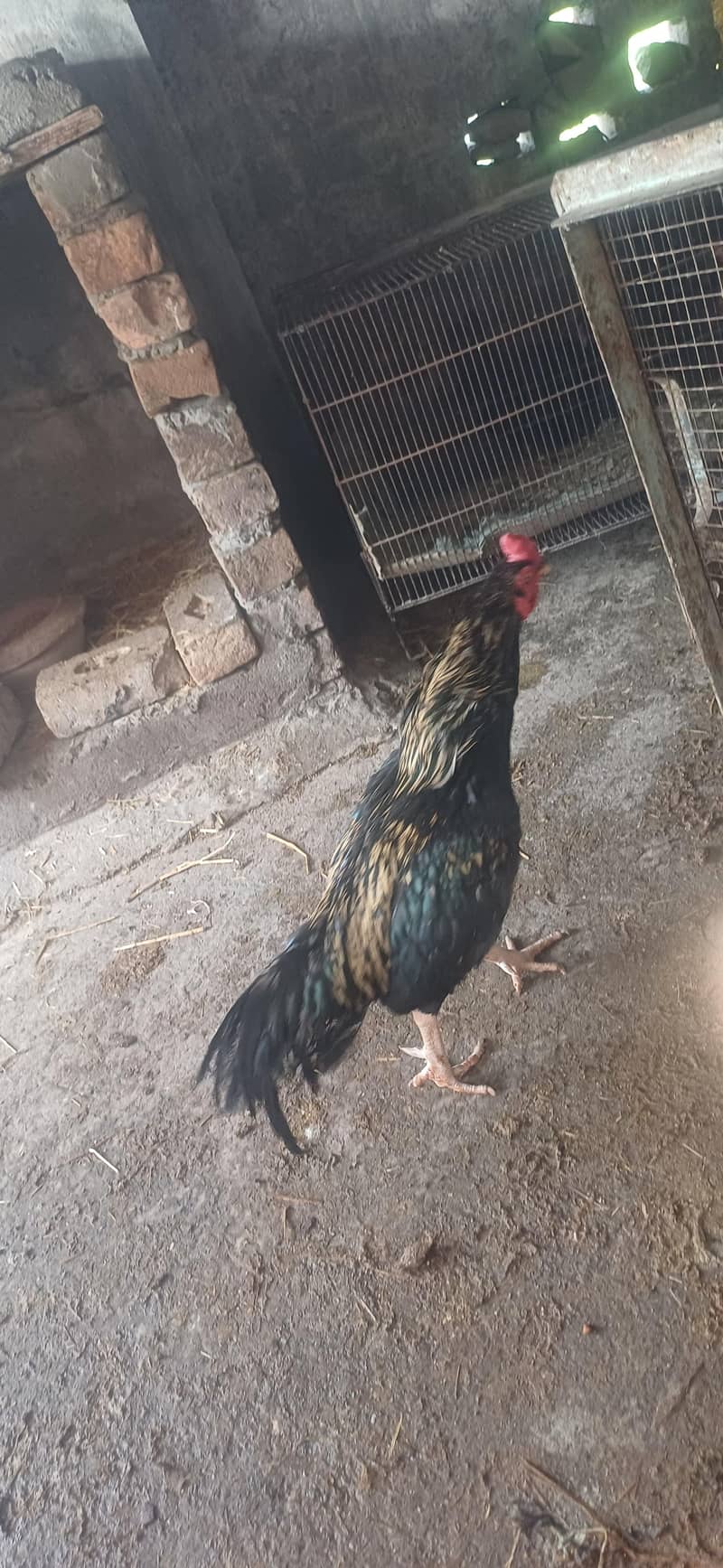 6 ٹوٹل 6