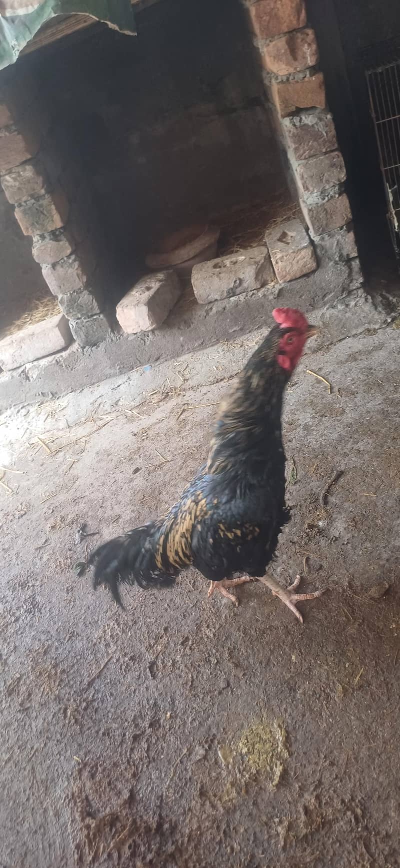 6 ٹوٹل 7