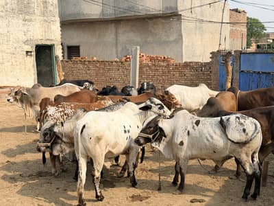 Qurbani animals
