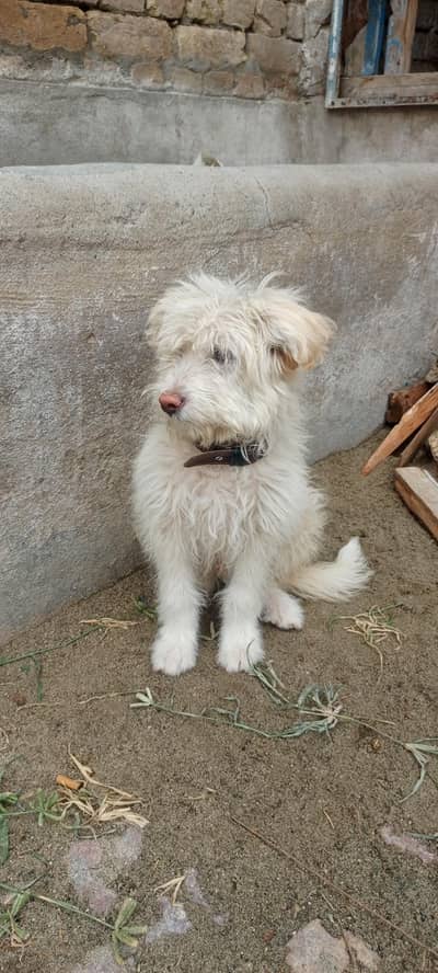Poodle Dog Trainerd Baby For Sale