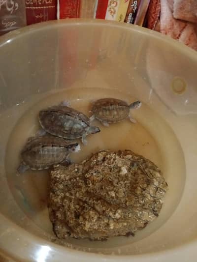 3 turtles for sale in reasonable price