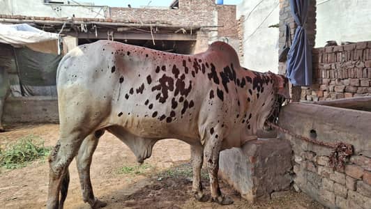 wacha/kata/vera/qurbani ka janwer/bull/cow/bachra