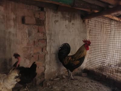 10 murgia ha desi 2 desi murge 2 Aseel murgia ha