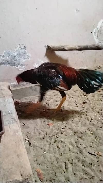 Aseel patha exchange or sale 03325519002