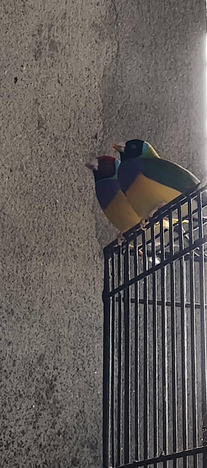 fellow cocktail 0