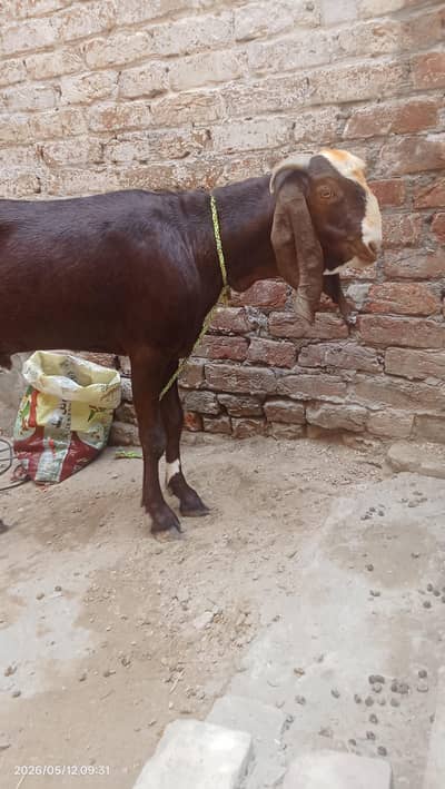 Desi bakra