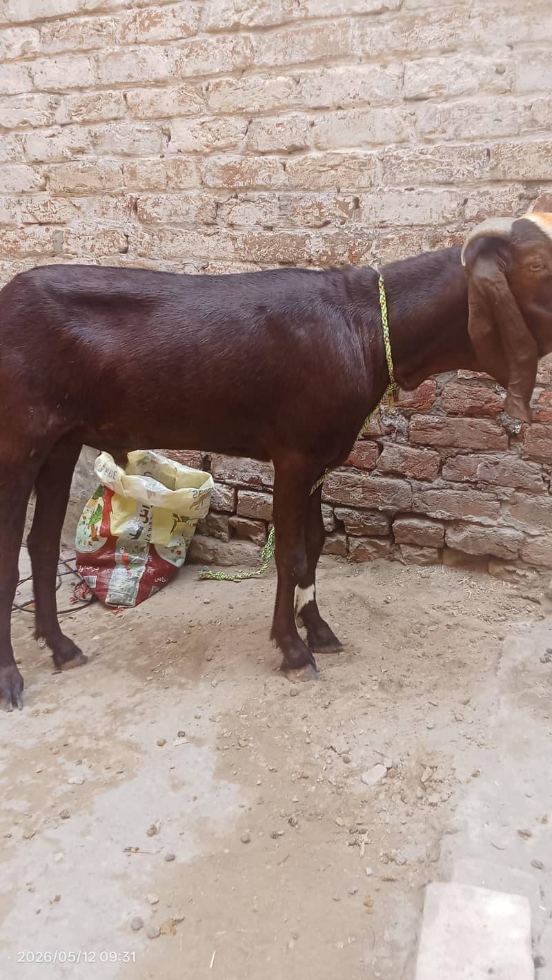 Desi bakra 1
