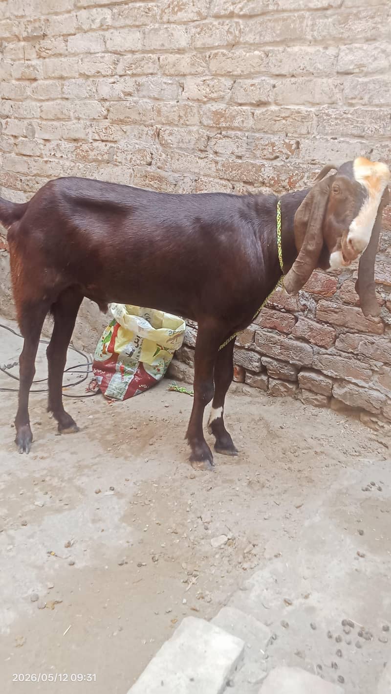 Desi bakra 2