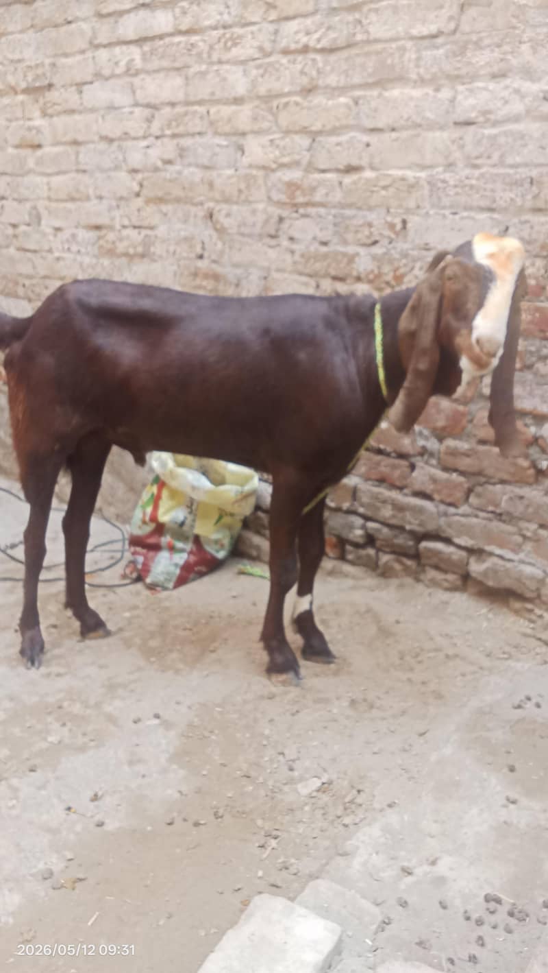 Desi bakra 3