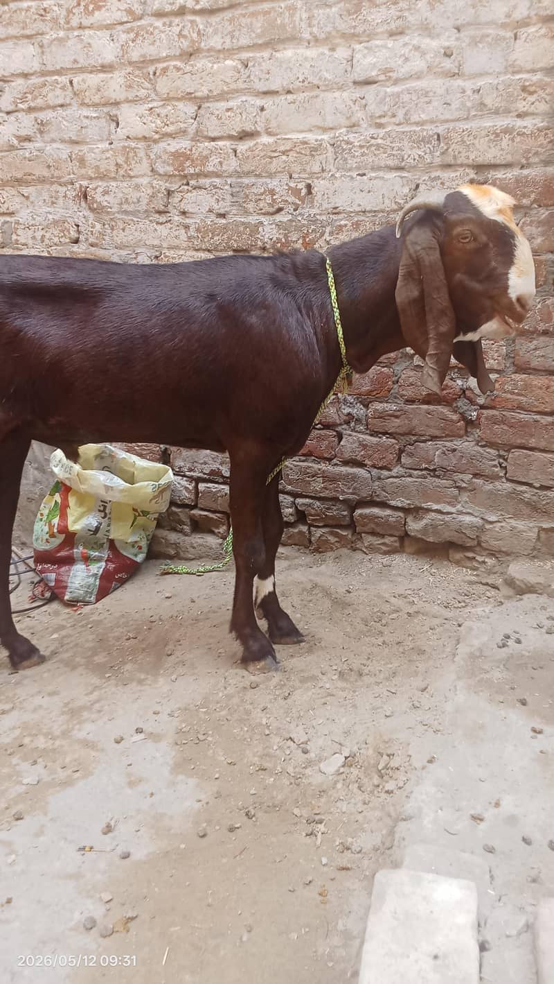 Desi bakra 4