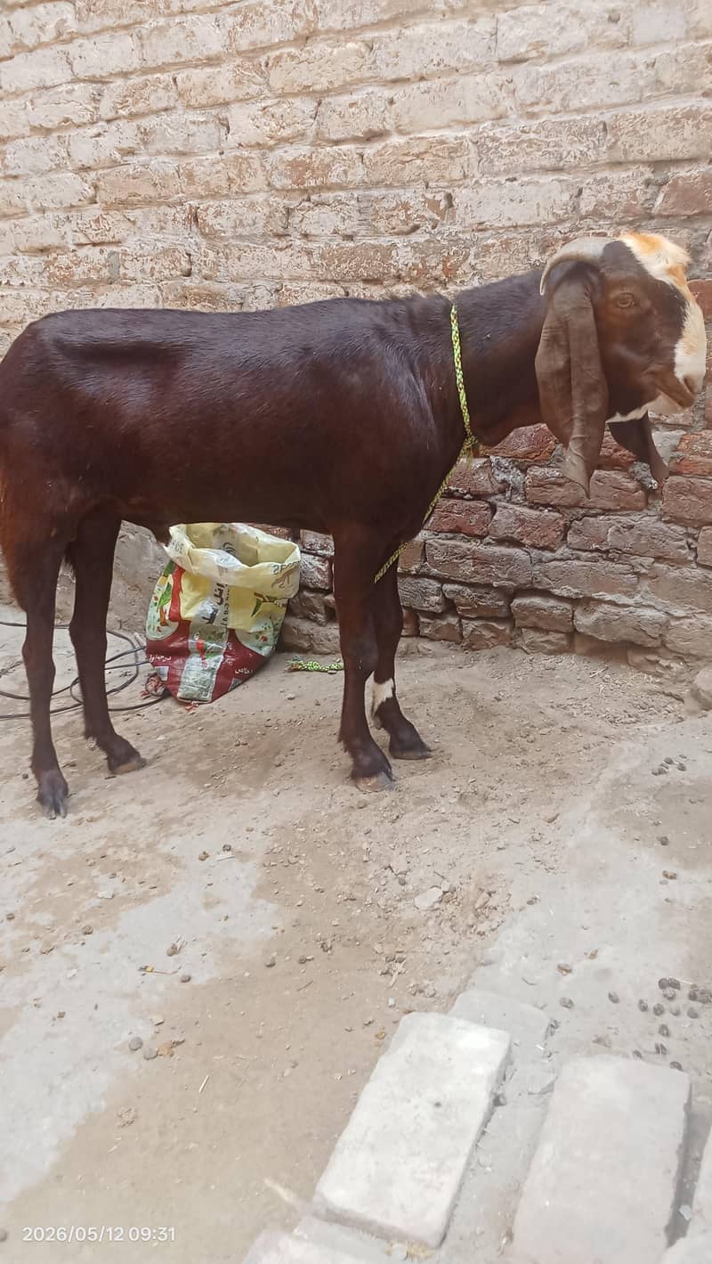 Desi bakra 5