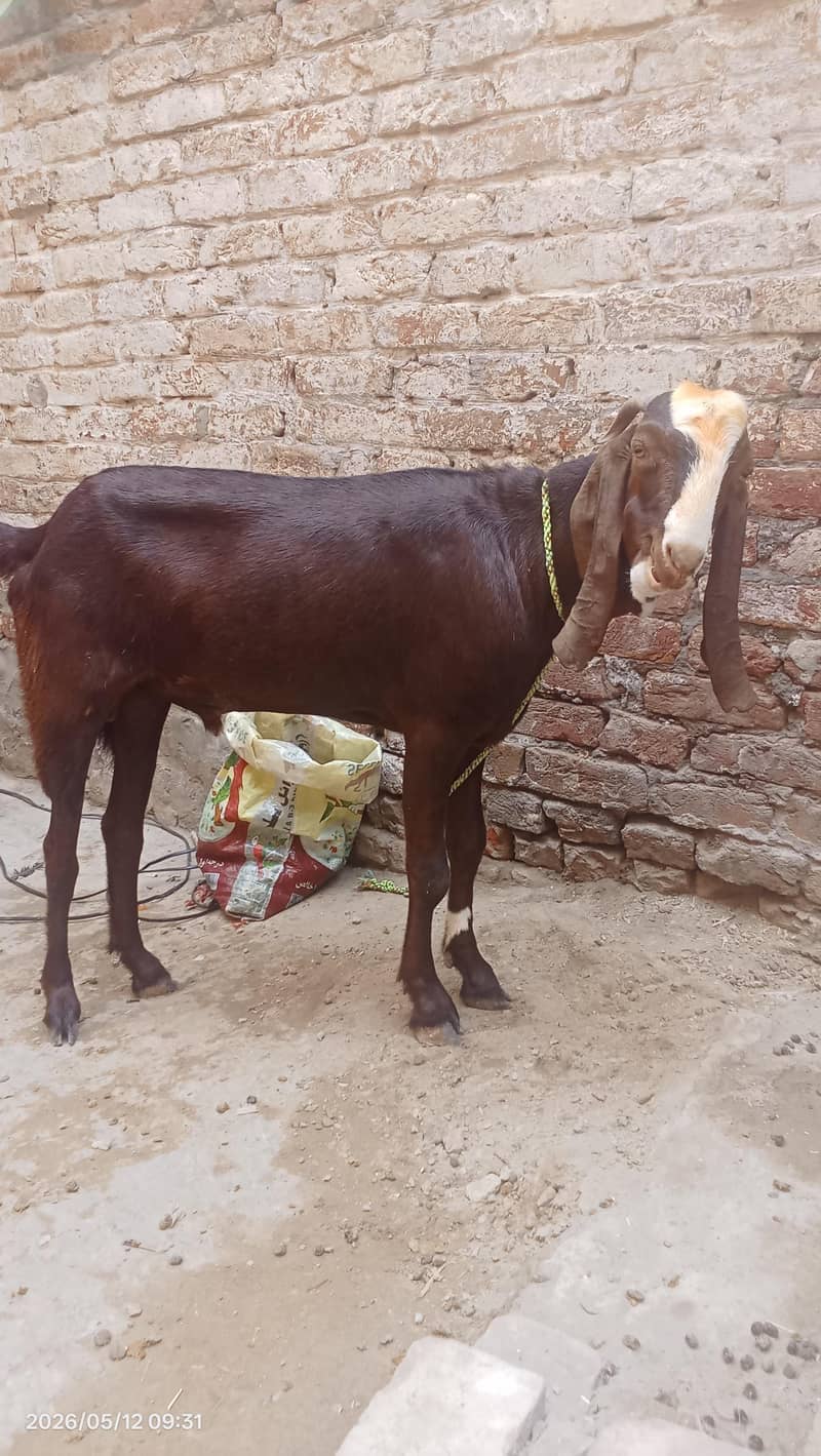 Desi bakra 6