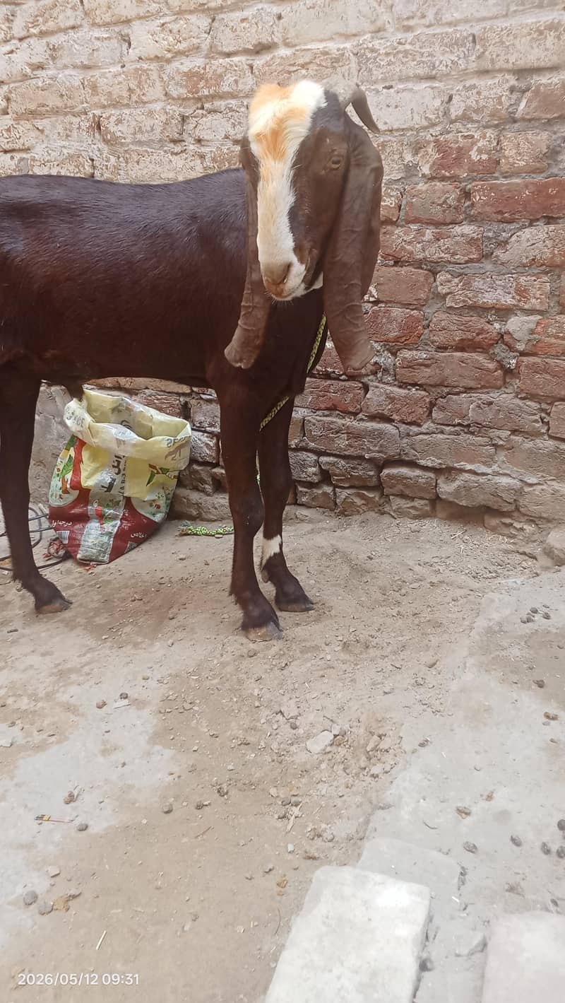 Desi bakra 7
