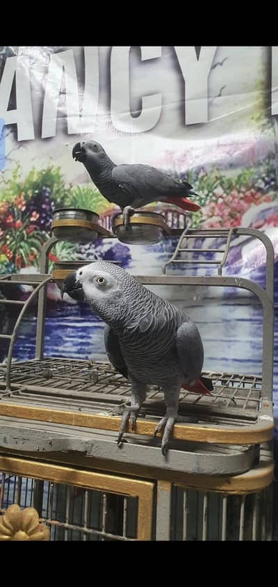 African gray  pier with fancy cage