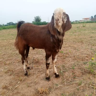 Bakra for Qurbani