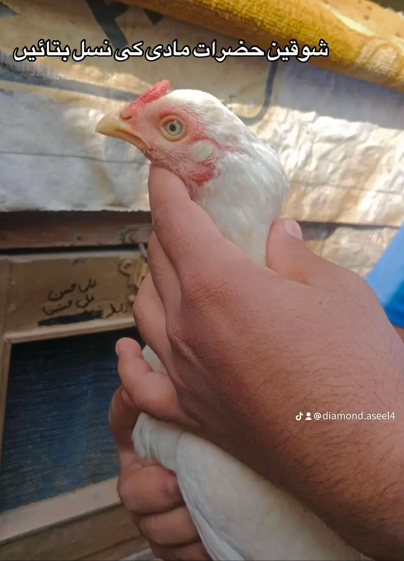 Heera aseel murgi 3 available hain — photo 2