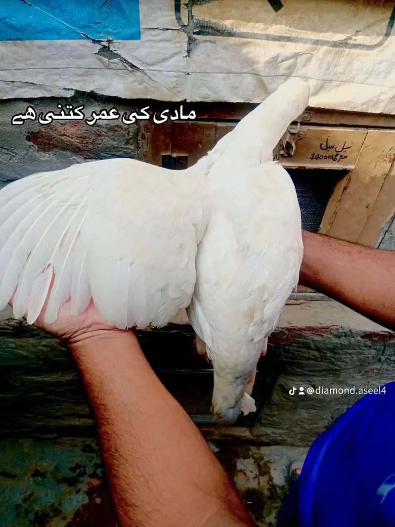 Heera aseel murgi 3 available hain — photo 3