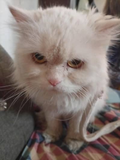 Persian cat