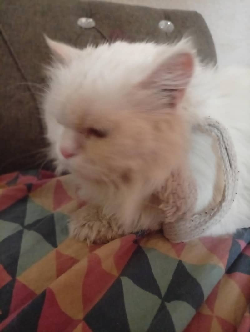 Persian cat 1