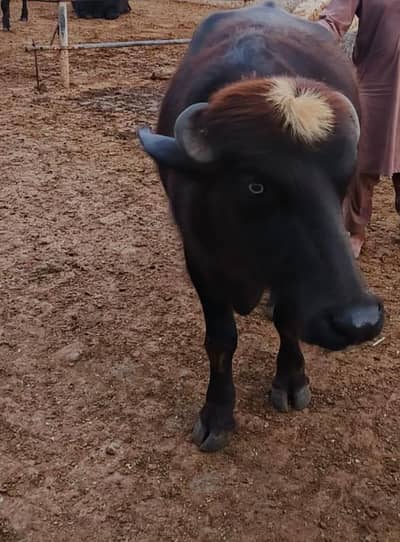 Bull kaata