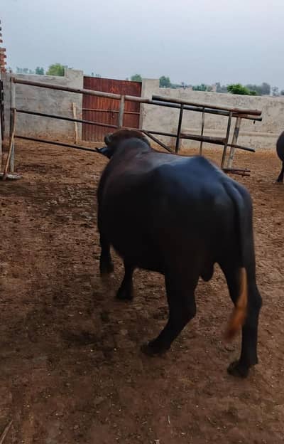 Bull kaata