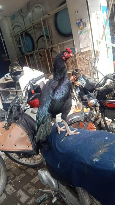 مشکا نر فار سیل