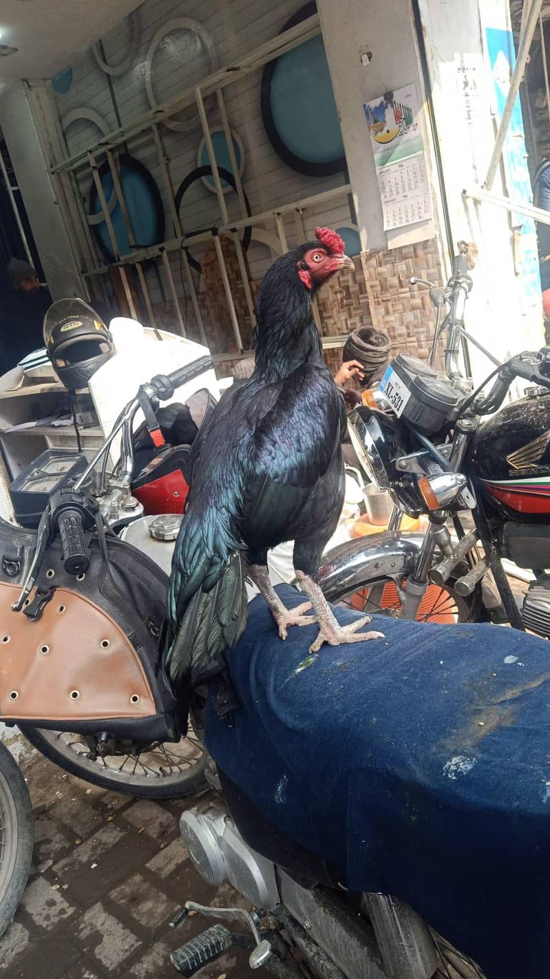 مشکا نر فار سیل 0