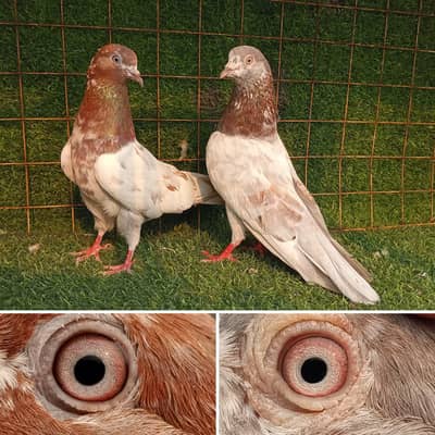 high flyi g joro wLy pigeon. . . read full add. . 03201447384