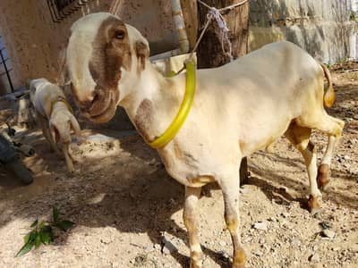 Bakra and dumba