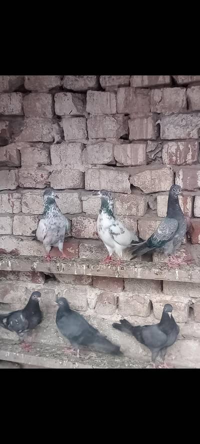 For sale  03137725000 whatsap