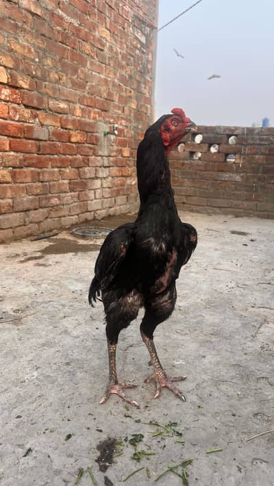 3 female plus 2 Male for sale Pakistani Aseel home bread