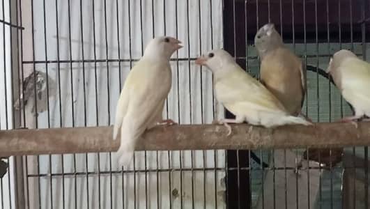goldian finch pathay chiks