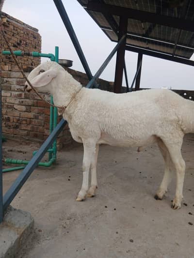 Pure White 2 Dumbay for sale  in Rawalpindi