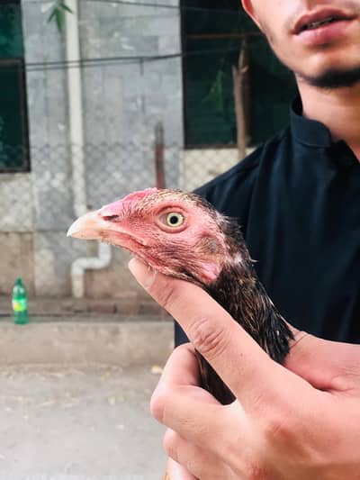 Aseel breeder madi