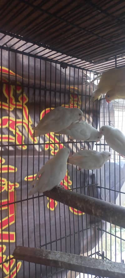 albino redeyes