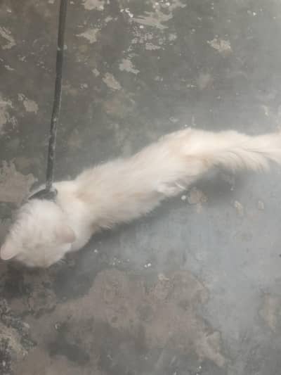 cat persion