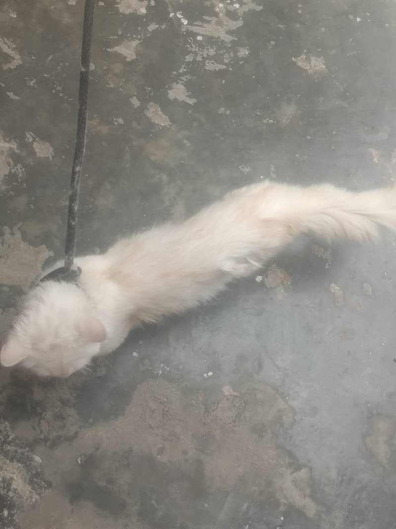 cat persion 0