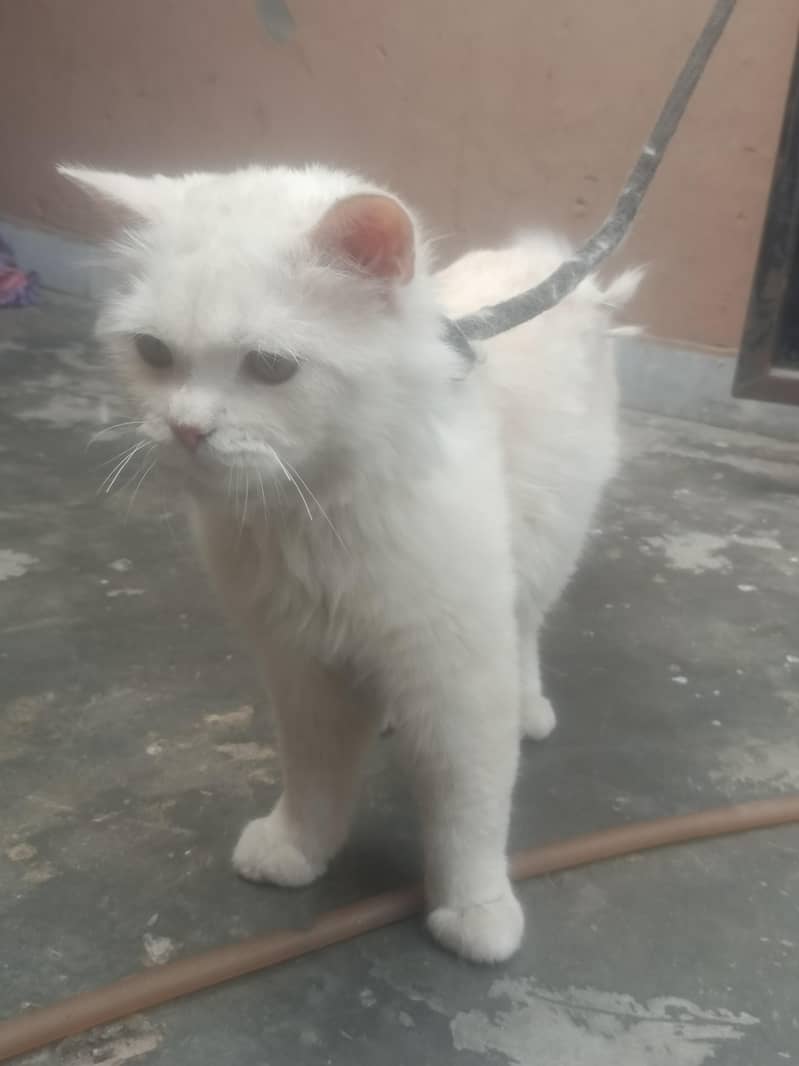 cat persion 1