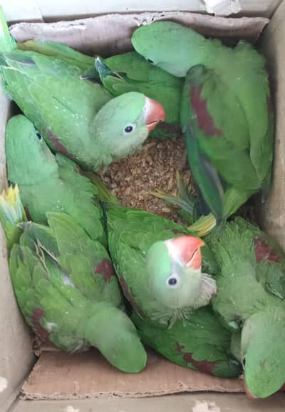 Wildlife Licensed  Alexandrine Raw Raa Parrot Chicks & Adults
