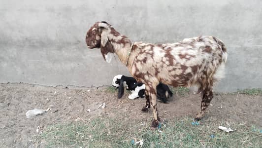 Goat with Male baby