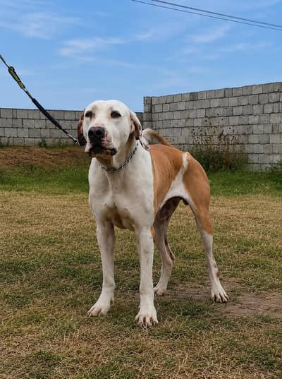 Khalis Pakistani Bully Kutta /female /Quality Bully kutta