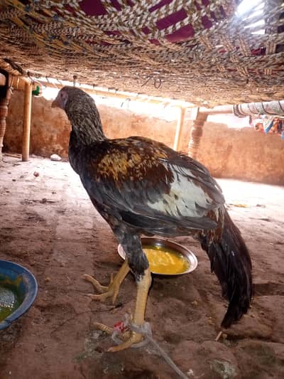 Male,Hen