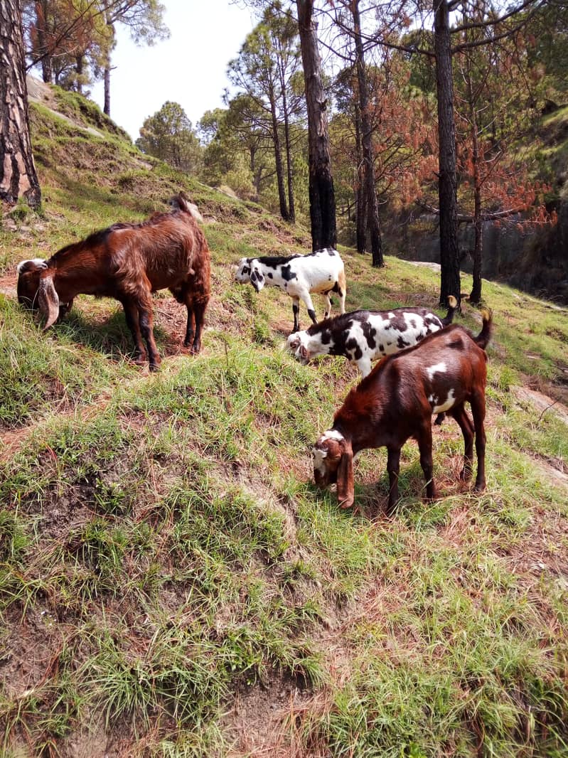 bakra 0