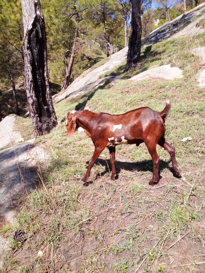 bakra 2