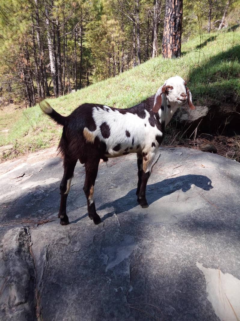 bakra 3