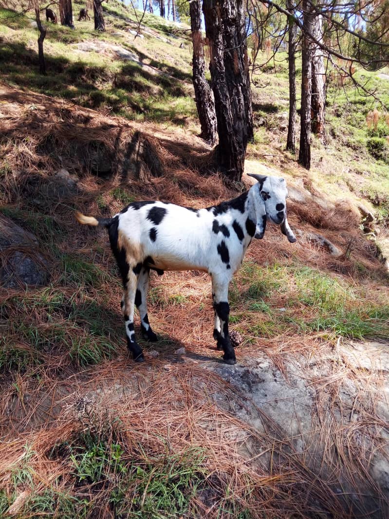 bakra 4