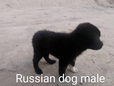 Al bread dog available for sale